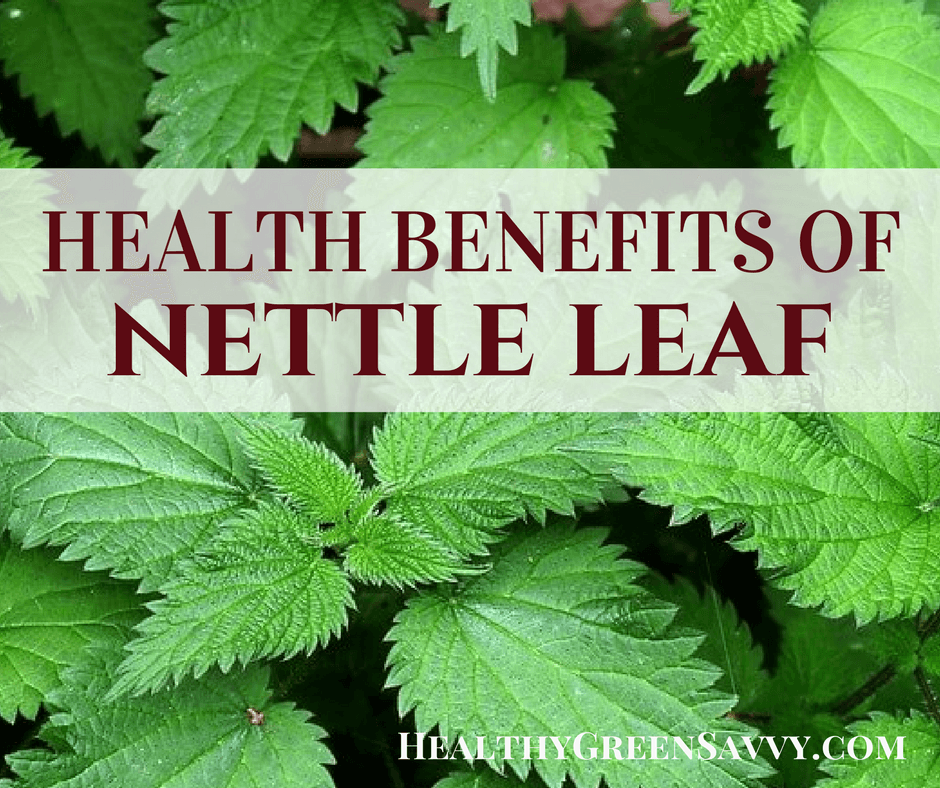 Detail Nettle Leaf Picture Nomer 53