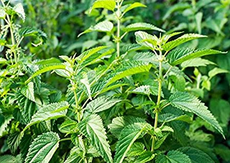 Detail Nettle Leaf Tea Amazon Nomer 8