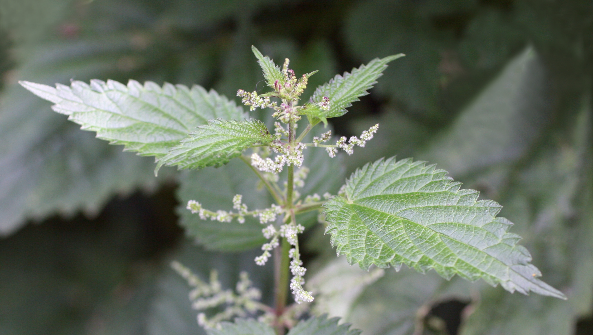 Detail Nettle Photo Nomer 12