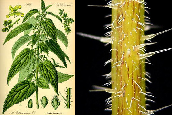 Detail Nettle Photo Nomer 51