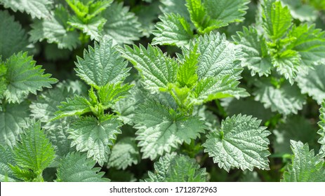 Detail Nettle Plant Picture Nomer 49