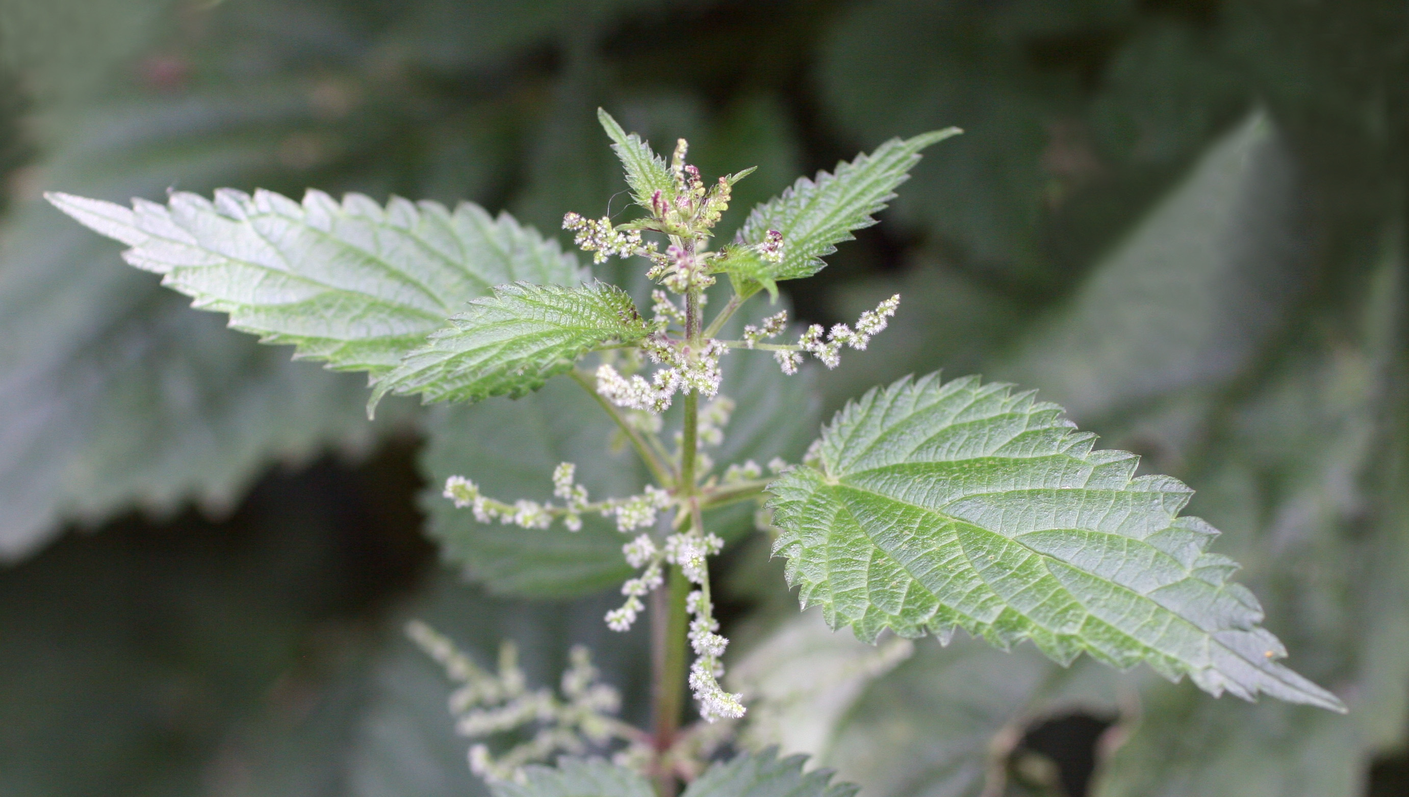 Detail Nettle Plant Pictures Nomer 11