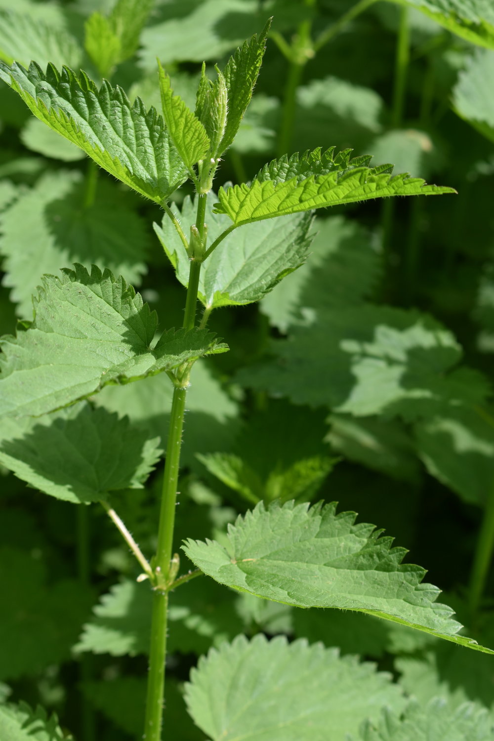 Detail Nettle Plant Pictures Nomer 12