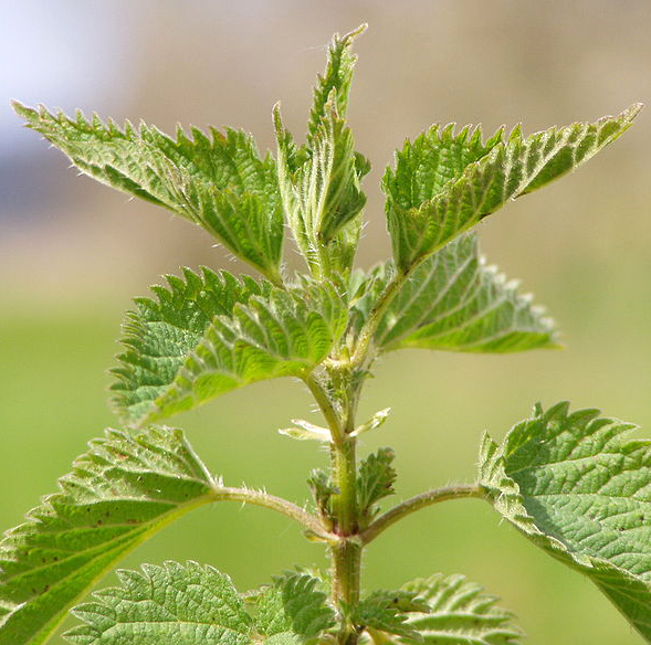 Detail Nettle Plant Pictures Nomer 47