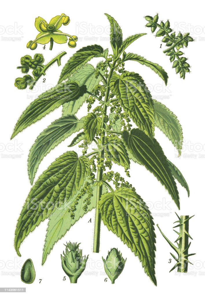 Detail Nettle Plant Pictures Nomer 50