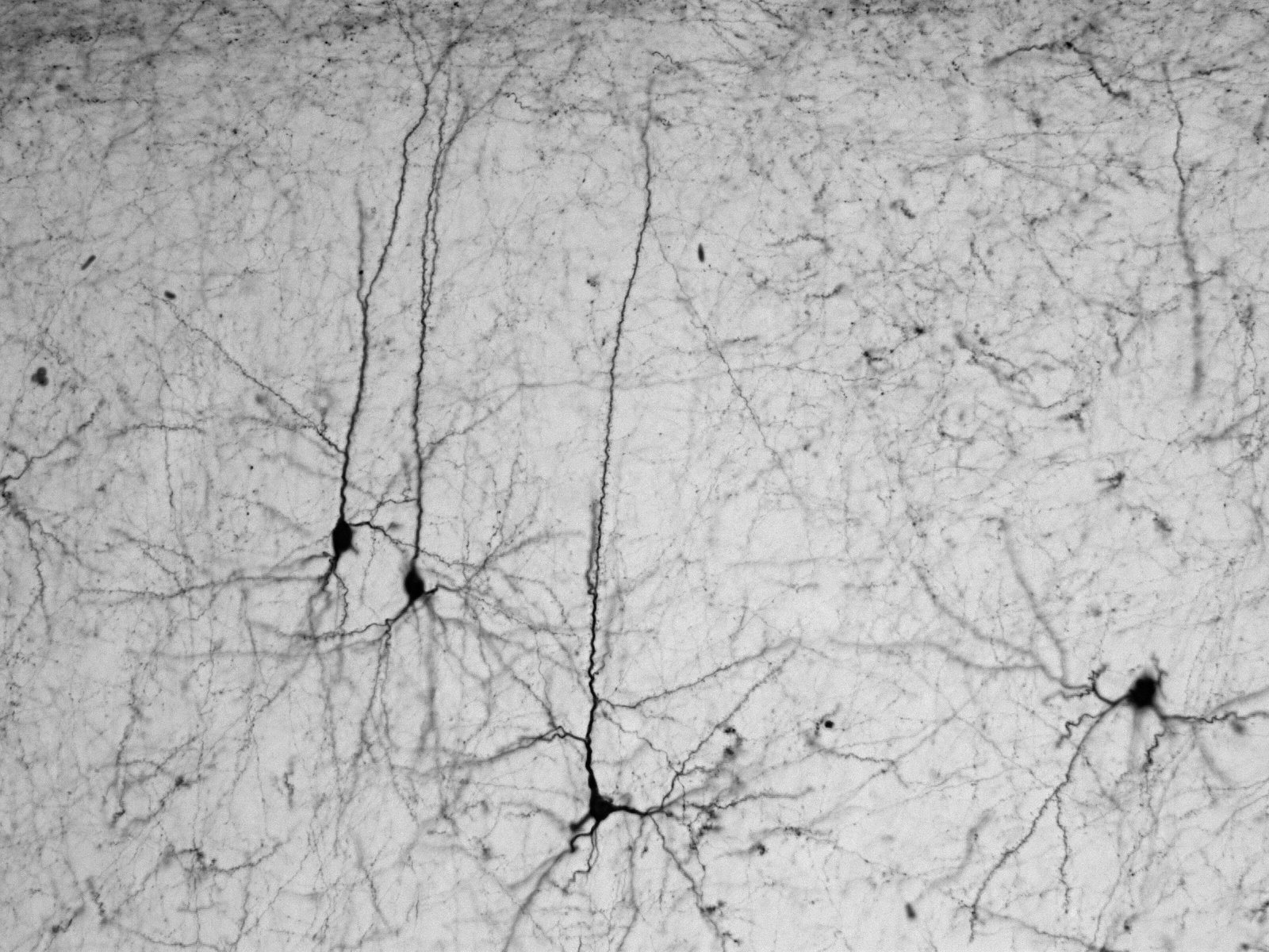 Detail Neuron Wallpaper Nomer 41