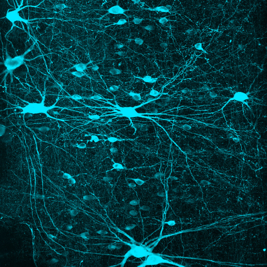 Detail Neuron Wallpaper Nomer 52