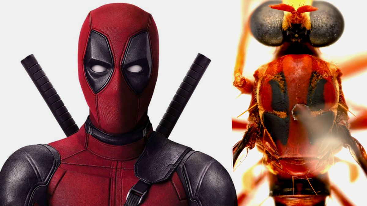 Detail New Deadpool Images Nomer 16