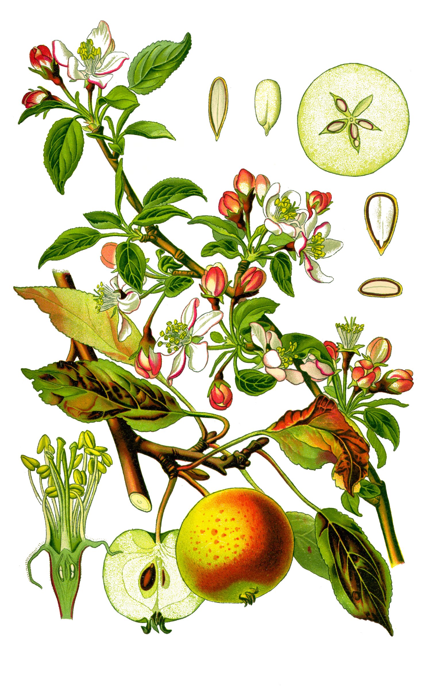 Detail Apfelbaum Krankheiten Bilder Nomer 14