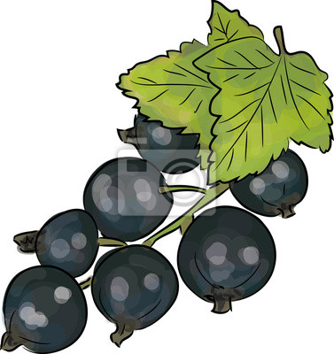 Detail Clipart Schwarze Johannisbeere Nomer 10