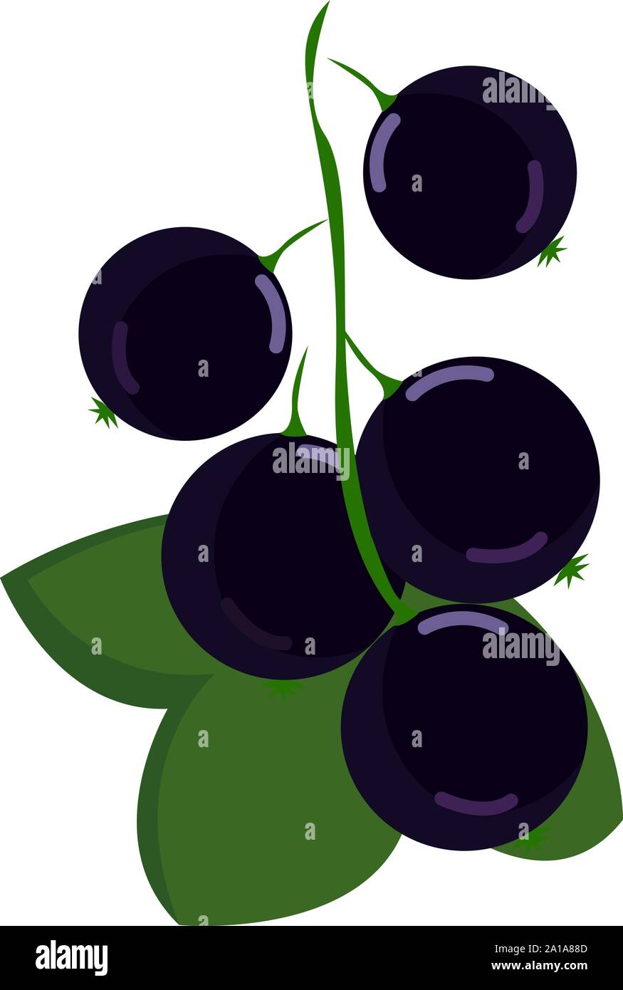 Detail Clipart Schwarze Johannisbeere Nomer 5