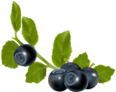 Detail Clipart Schwarze Johannisbeere Nomer 8