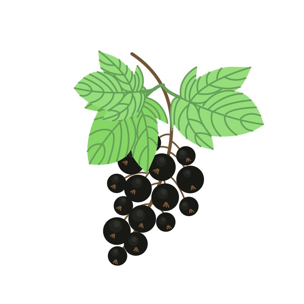 Detail Clipart Schwarze Johannisbeere Nomer 9