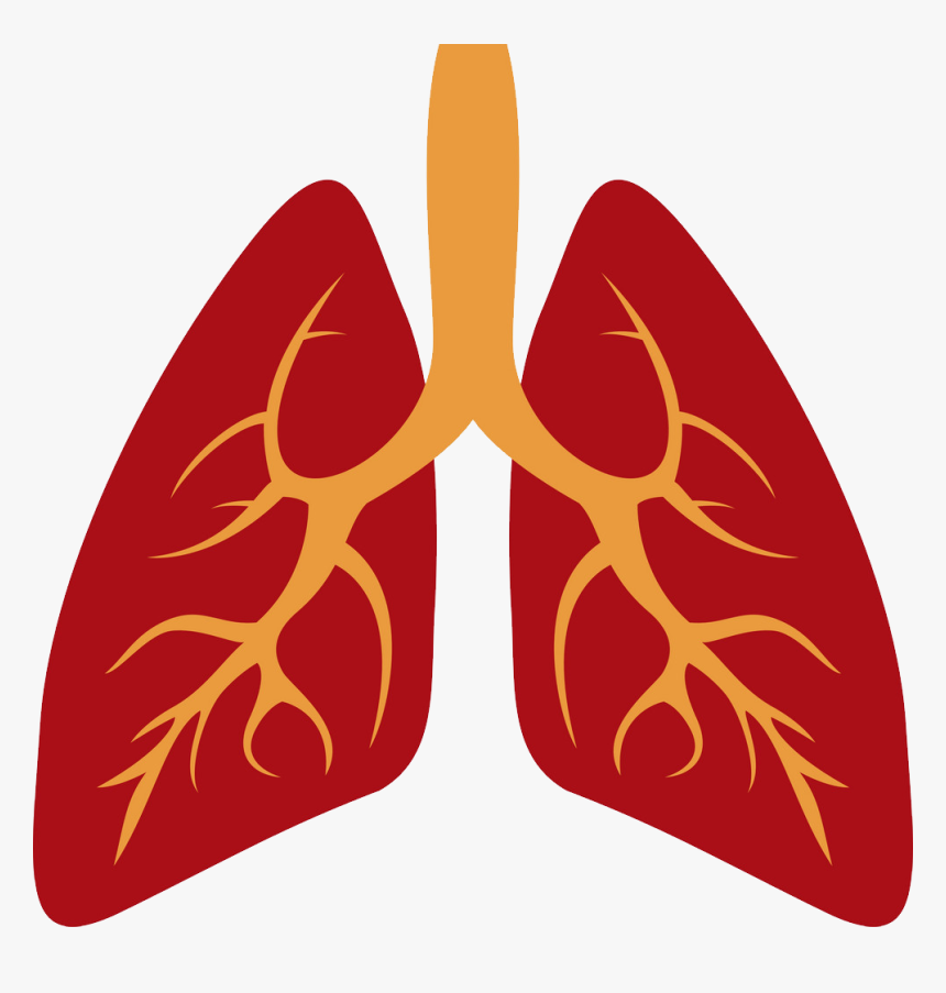 Lung Png - KibrisPDR