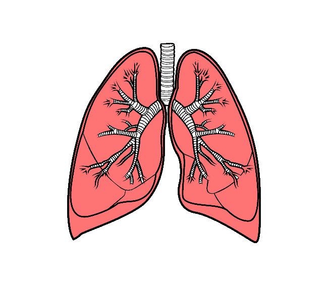 Detail Lung Png Nomer 11