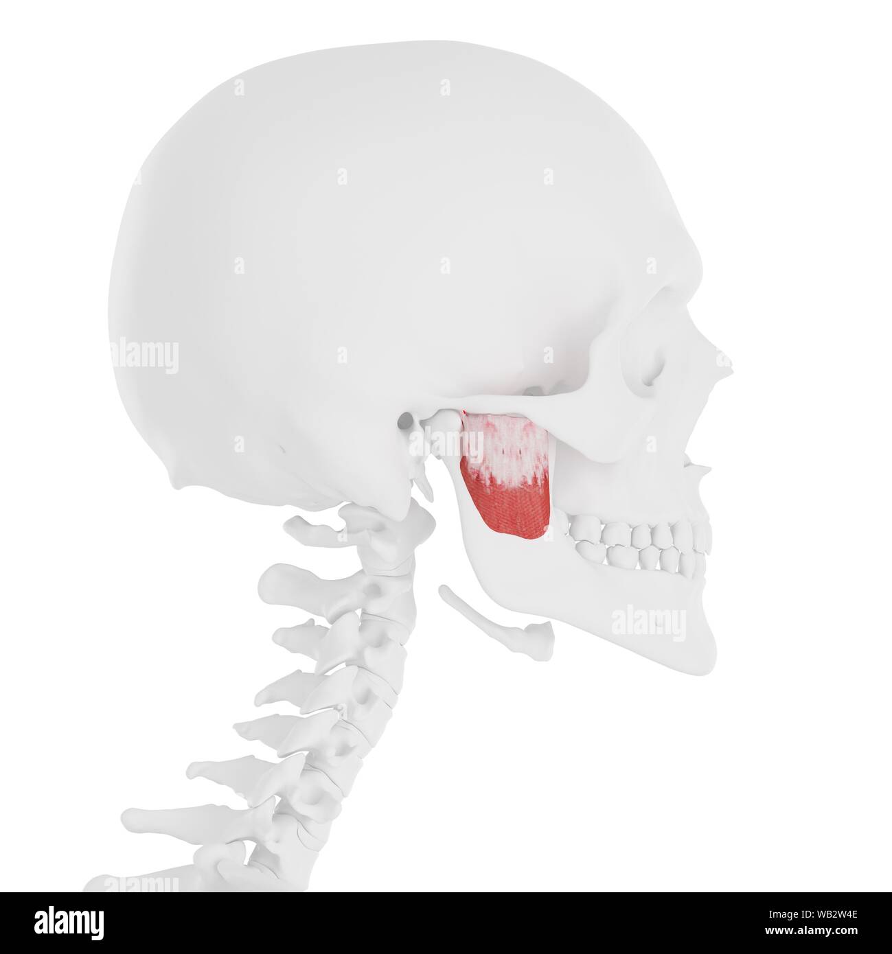 Detail Musculus Pterygoideus Medialis Nomer 5