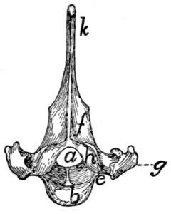 Detail Musculus Pterygoideus Medialis Nomer 6