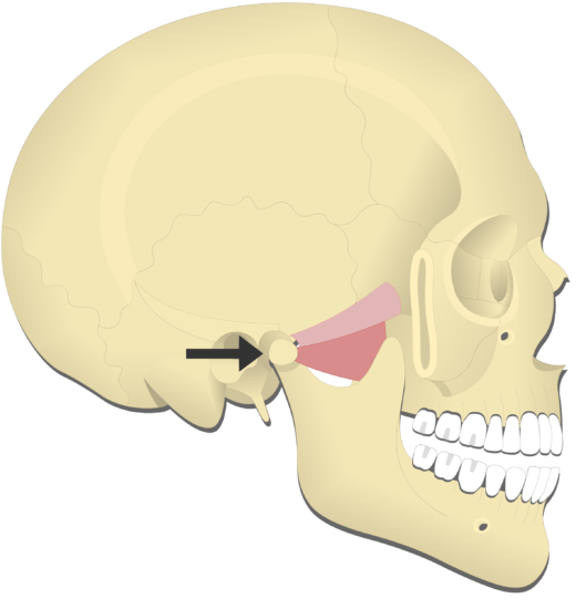 Detail Musculus Pterygoideus Medialis Nomer 7