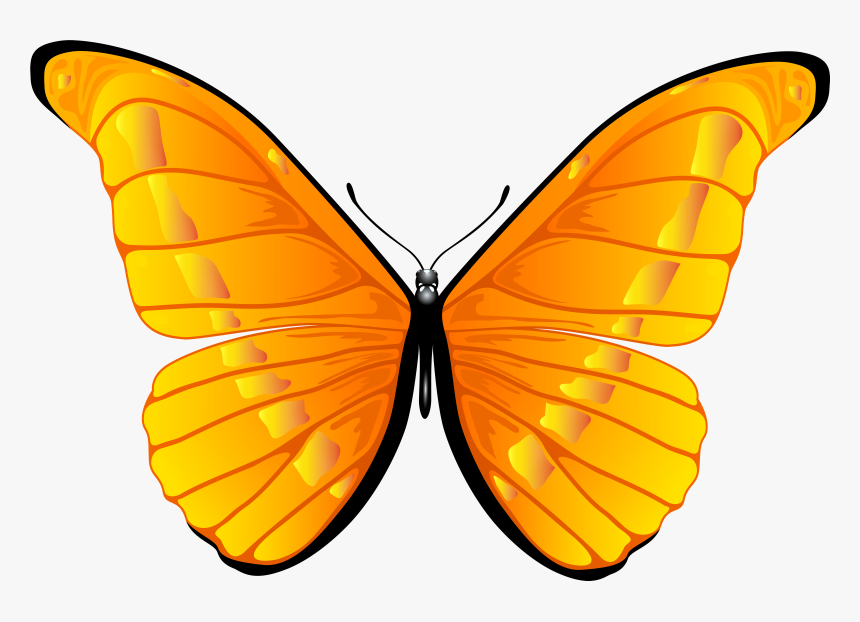 Detail Schmetterling Png Nomer 19