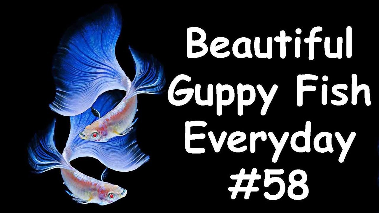 Detail Logo Guppy Design Nomer 43