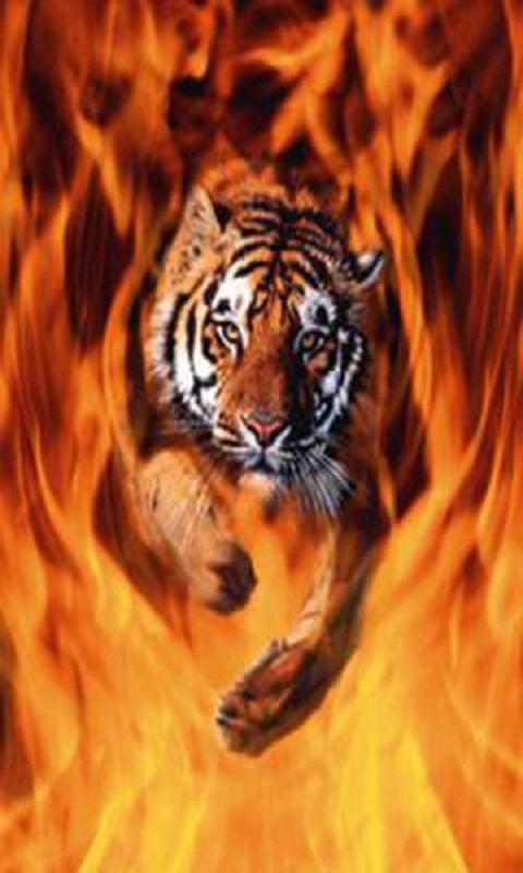 Detail Logo Harimau Api Nomer 17