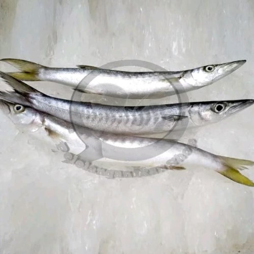 Detail Logo Ikan Barakuda Nomer 39