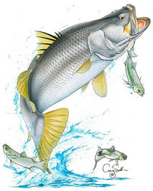 Detail Logo Ikan Barramundi Nomer 23