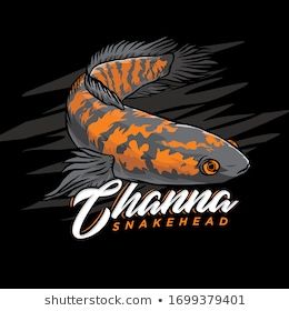 Detail Logo Ikan Channa Nomer 15