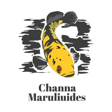 Detail Logo Ikan Channa Keren Nomer 38