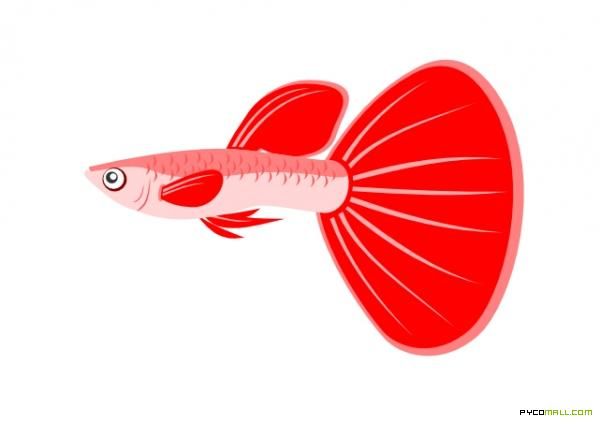 Detail Logo Ikan Guppy Vector Nomer 19