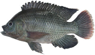 Detail Logo Ikan Nila Nomer 34