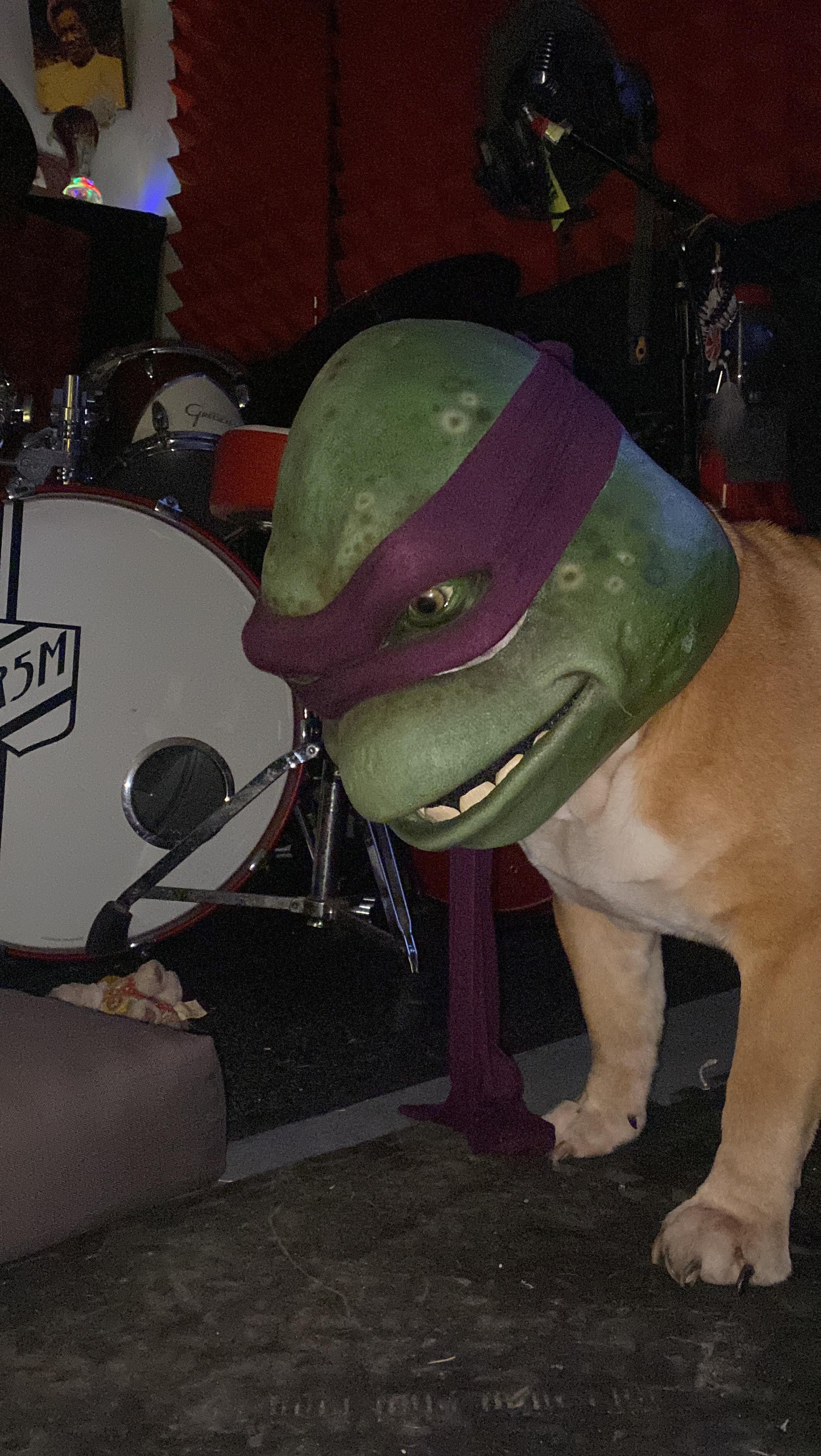 Detail Ninja Turtle Drum Set Nomer 54