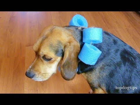 Noodle Cone For Dogs - KibrisPDR