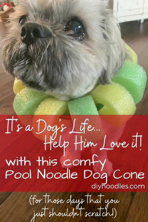 Detail Noodle Cone For Dogs Nomer 10