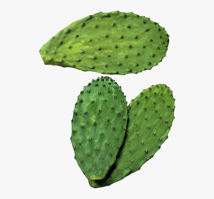 Nopales Png - KibrisPDR