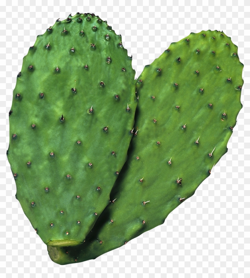 Download Nopales Png Nomer 2