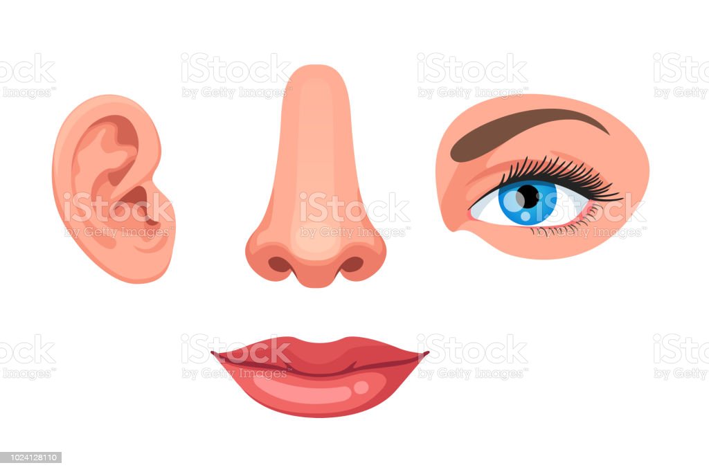 Detail Nose Clipart Nomer 18