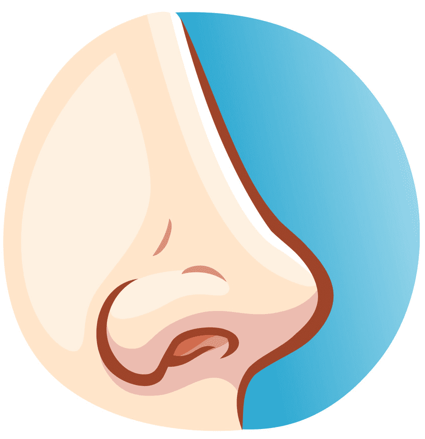 Detail Nose Clipart Nomer 5