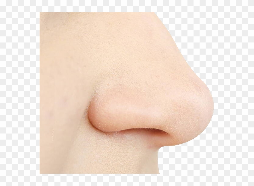 Detail Nose Clipart Png Nomer 51