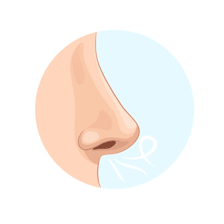 Detail Nose Clipart Png Nomer 9