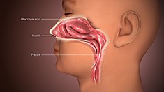 Detail Nose Image Nomer 28