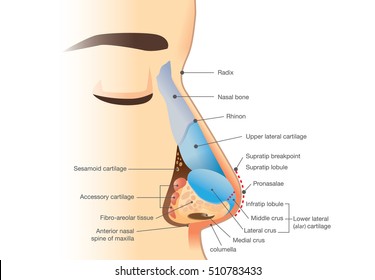 Detail Nose Image Nomer 35
