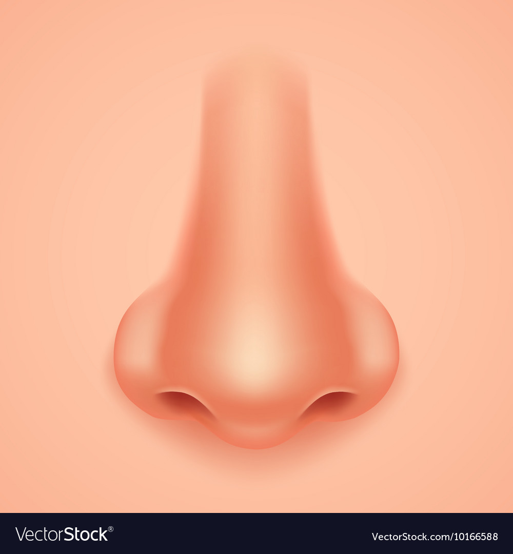 Detail Nose Image Nomer 5