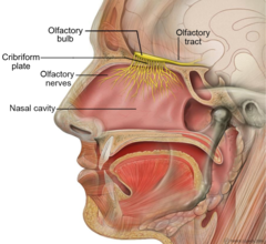 Detail Nose Image Nomer 56