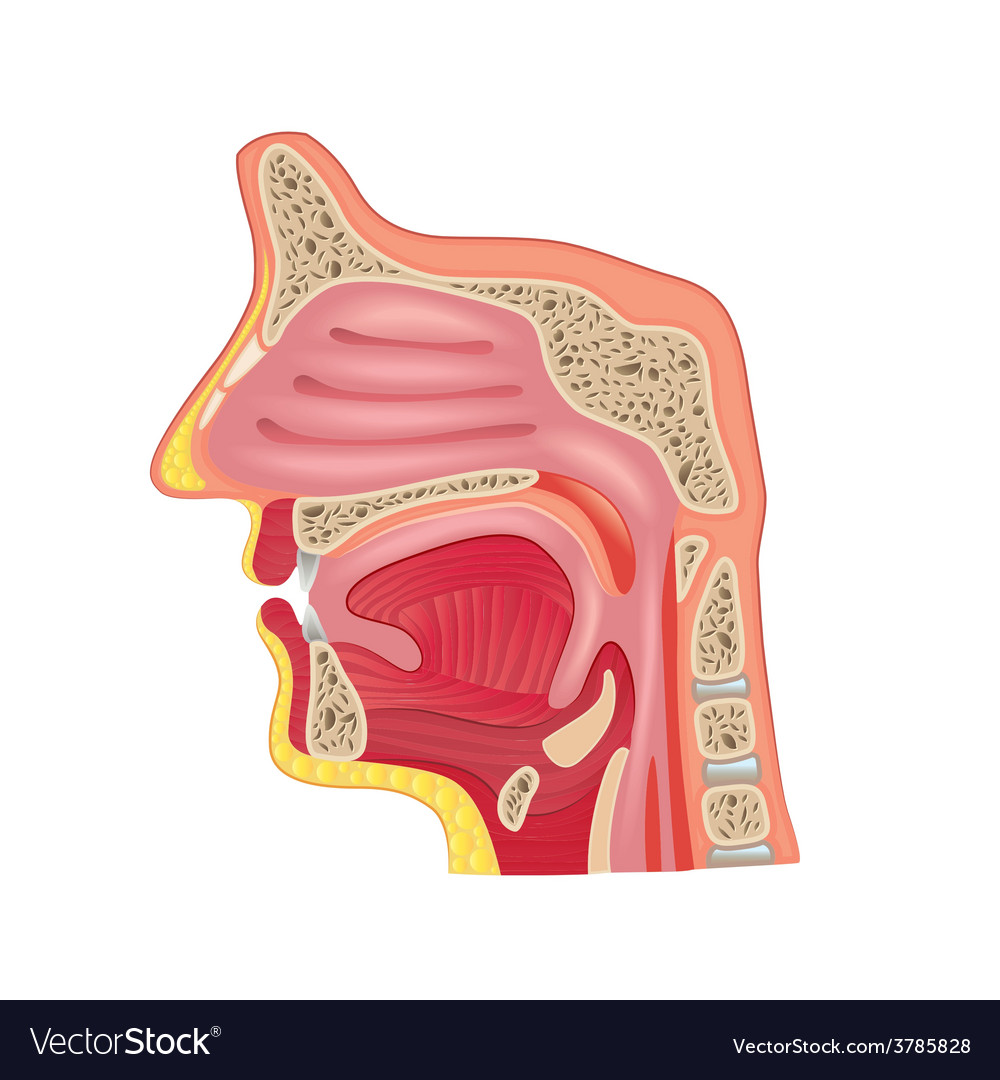 Detail Nose Vector Nomer 43