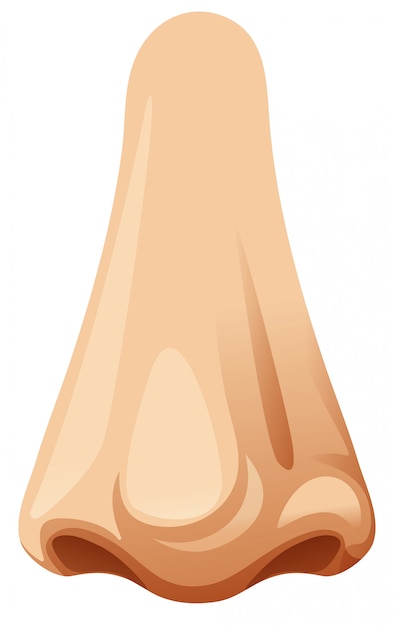 Detail Nose Vector Png Nomer 4