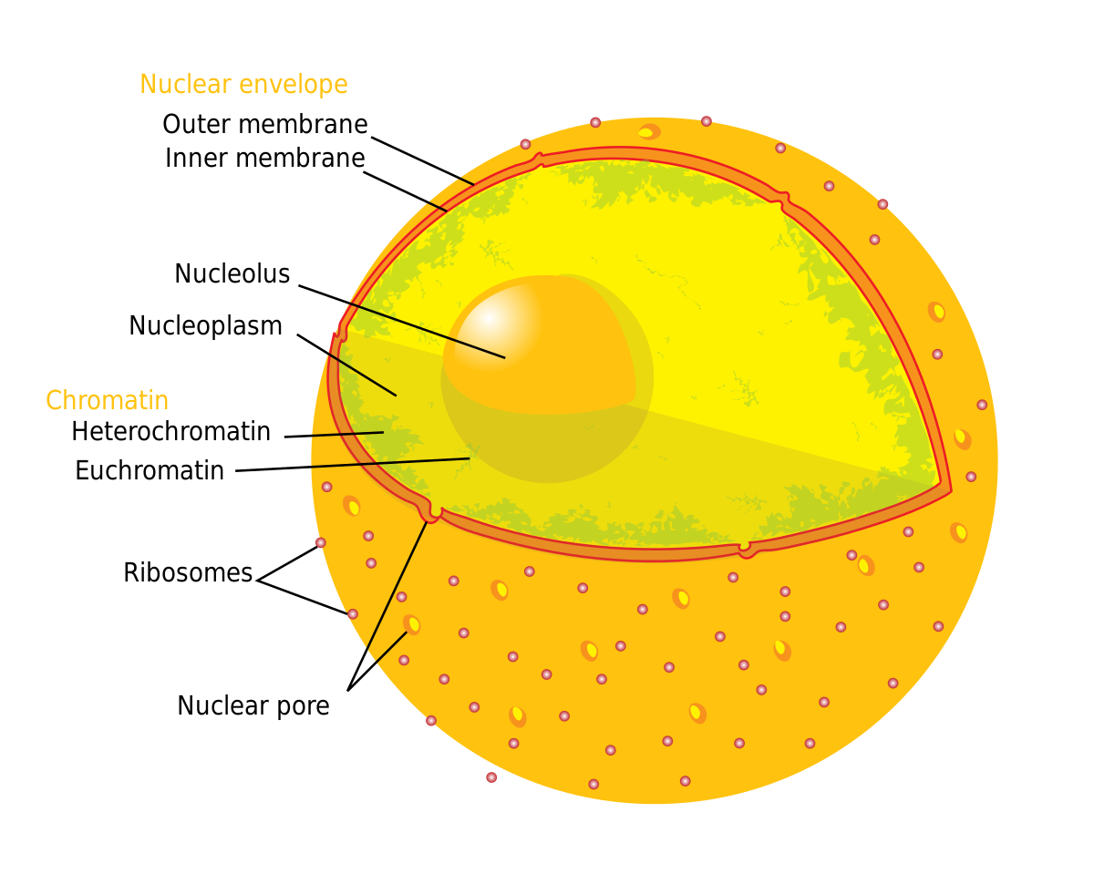 Nuclear Envelope Def - KibrisPDR
