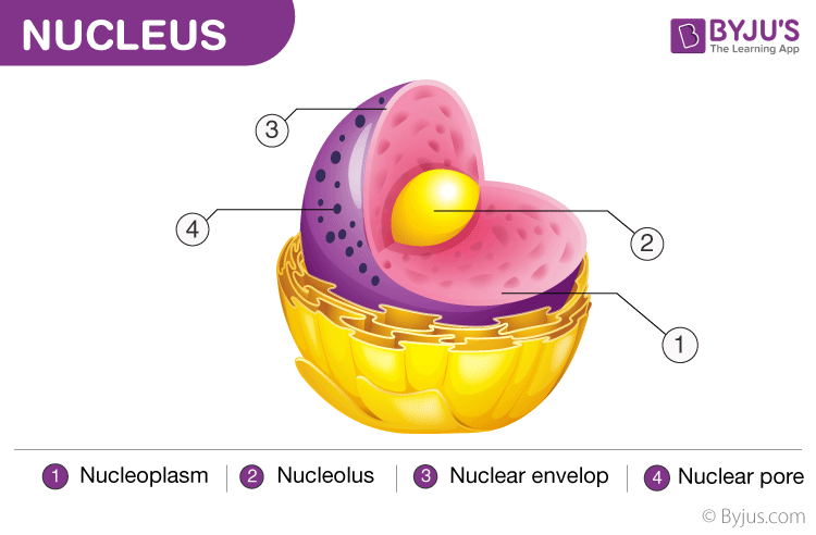 Detail Nuclear Envelope Def Nomer 4