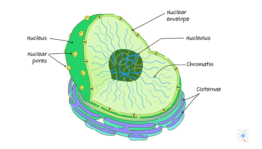 Detail Nuclear Envelope Def Nomer 27