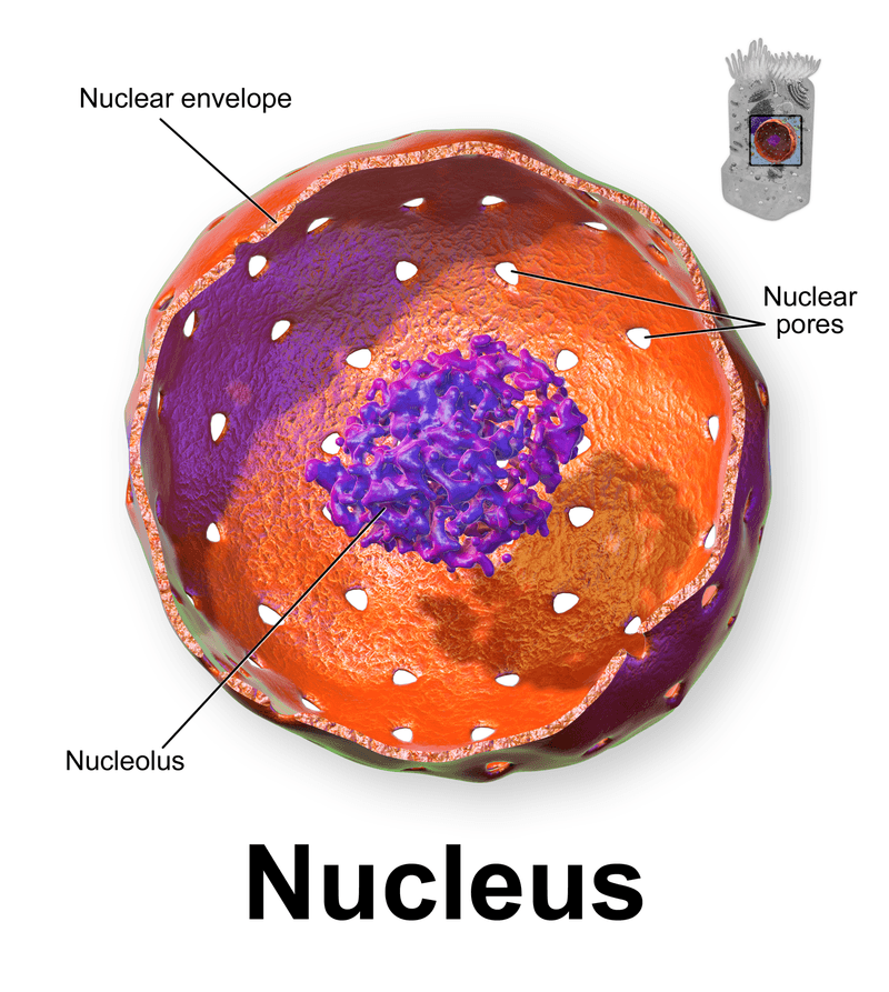 Detail Nuclear Envelope Def Nomer 29